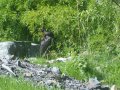 IMGP0777.JPG